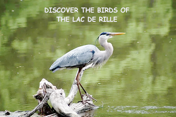 birds of lac de rille