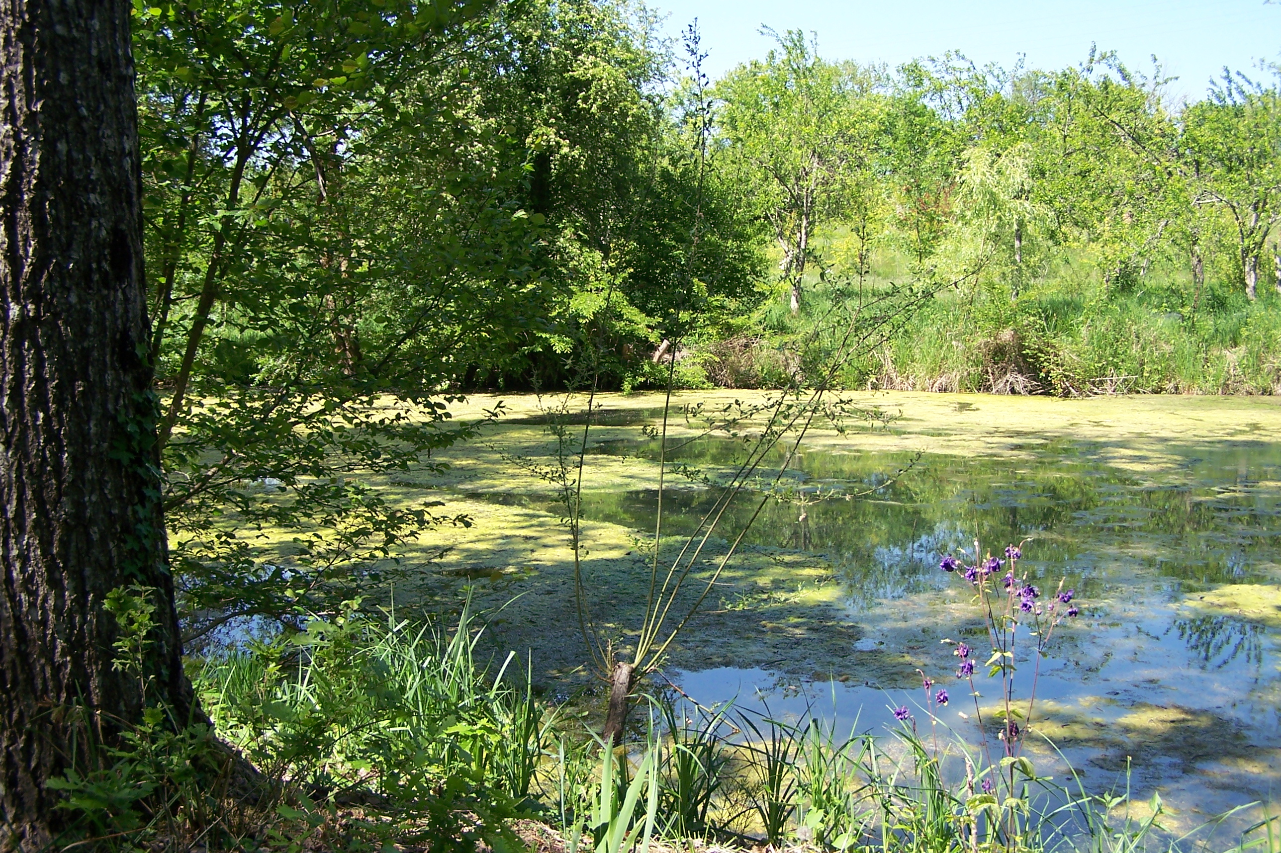 pond